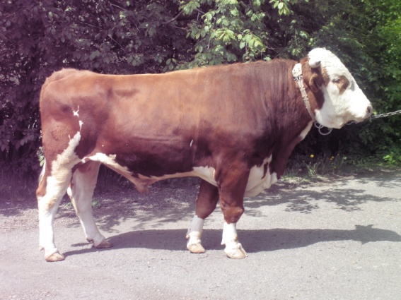 ХОРОВОД  11673  КСС-1588